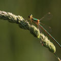 Südliche Binsenjungfer (Lestes barbarus) - Weibchen