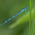 Helm-Azurjungfer (Coenagrion mercuriale) - Männchen