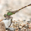 Paragomphus genei (Grüne Sandjungfer) - Männchen