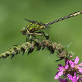 Ophiogomphus cecilia (Grüne Flussjungfer) - Männchen