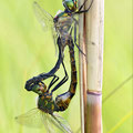 Somatochlora flavomaculata (Gefleckte Smaragdlibelle) - Paarungsrad