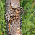 Aeshna caerulea (Alpen-Mosaikjungfer) - Männchen