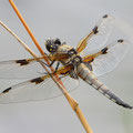Vierfleck (Libellula quadrimaculata) - Männchen