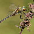 Somatochlora flavomaculata (Gefleckte Smaragdlibelle) - Männchen