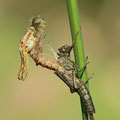Frühe Adonislibelle (Pyrrhosoma nymphula) - schlüpfendes Weibchen