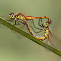 Sumpf-Heidelibelle (Sympetrum depressiusculum) - Paarungsrad