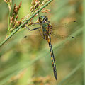 Somatochlora flavomaculata (Gefleckte Smaragdlibelle) - Männchen