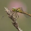 Gemeine Heidelibelle (Sympetrum vulgatum) - Weibchen