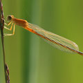 Kleine Pechlibelle (Ischnura pumilio) - junges Weibchen