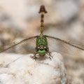 Paragomphus genei (Grüne Sandjungfer) - Männchen