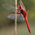 Feuerlibelle (Crocothemis erythraea) - Männchen