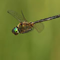 Somatochlora arctica (Arktische Smaragdlibelle) - Männchen