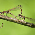 Gemeine Winterlibelle (Sympecma fusca) - Paarungsrad