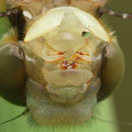 Cordulia aenea (Gemeine Falkenlibelle) - Kopf-Detail