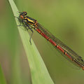 Frühe Adonislibelle (Pyrrhosoma nymphula) - Weibchen