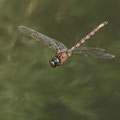 Boyeria irene (Westliche Geisterlibelle) - Männchen
