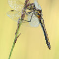 Schwarze Heidelibelle (Sympetrum danae) - Weibchen