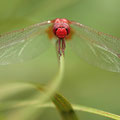 Feuerlibelle (Crocothemis erythraea) - Männchen