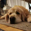 Du fehlst uns ALLEN sehr! RIP lieber "BUBI"! :-(   2009-2023