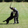 Luthor during his winning performance at the 2013 RKNA Schutzhund Championship trial