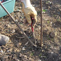 plantation