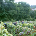 les vendanges