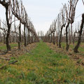 toutes nos vignes sont enherbées et labourées sous le rang