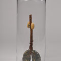 Collum pulmo renes, 2010, Fiberclay and Glas, 55x12x3cm and 70x30x30cm