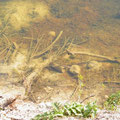 Im Wasser erkennbar ein Ausbläser einer 7,5cm Granate
