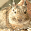 Dein-Degu Rygo Agouti Degu