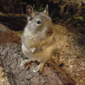 Dein-Degu die ersten Blauen Degus (Blau/Blue Degu)