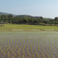 les rizières fraichement replantées