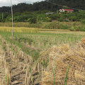 champs de riz après récolte