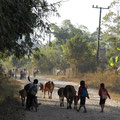 les enfants qui rentrent seuls de l'école, à pied ou à vélo, avec les vaches pour les accompagner