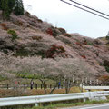 薬師寺横の四季桜　ほぼ満開