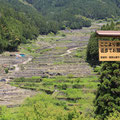 新城市鞍掛山麓千枚田