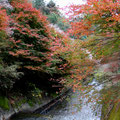 川から紅葉と四季桜