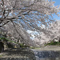 4月5日　満開　花筏