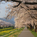 見事に樹齢５０年以上の桜並木