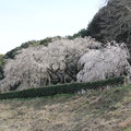 道路から見た桜