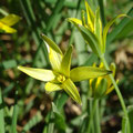 Gagée des prés (Gagea pratensis)