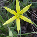 Gagée des champs (Gagea villosa)