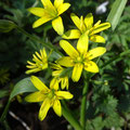 Gagée jaune (Gagea lutea) 