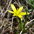 Gagée fistuleuse (Gagea fragifera)