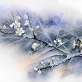Fleurs de prunelier