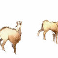 Chamois