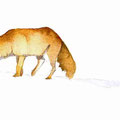 Renard roux
