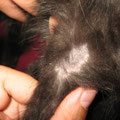 8 Wochen alte Katze, Pilzinfektion/Dermatophytose/ Microsporum spp.