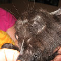 8 Wochen alte Katze, Pilzinfektion/Dermatophytose/ Microsporum spp.