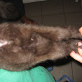 Katze nach der Pilztherapie